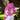 FOXED® STUDIOSTATE HOODIE IBIZA PINK